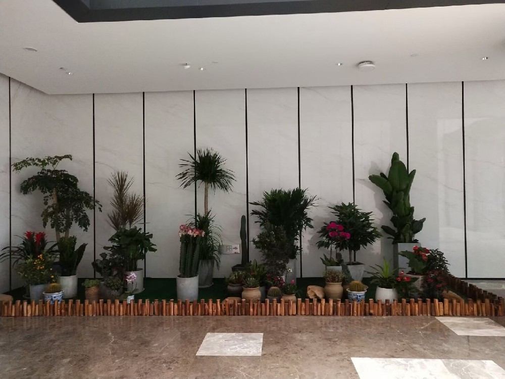 辦公室綠植租賃費(fèi)用到底高不高？常見(jiàn)綠植的種類(lèi)有哪些？
